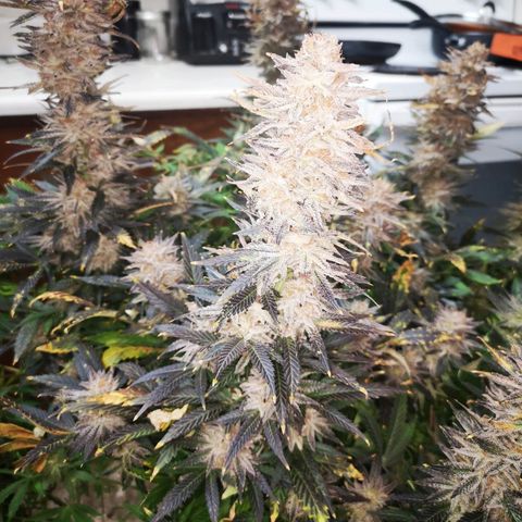 Grape Diamonds growlog timeline photo