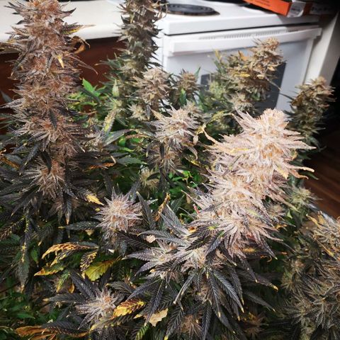 Grape Diamonds growlog timeline photo