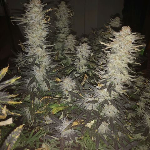Grape Diamonds growlog timeline photo