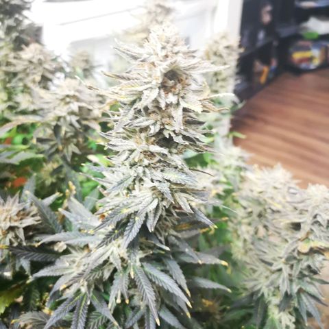 Grape Diamonds growlog timeline photo