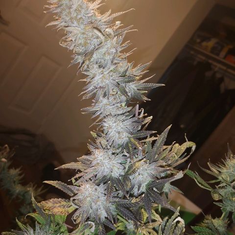 Grape Diamonds 2 growlog timeline photo