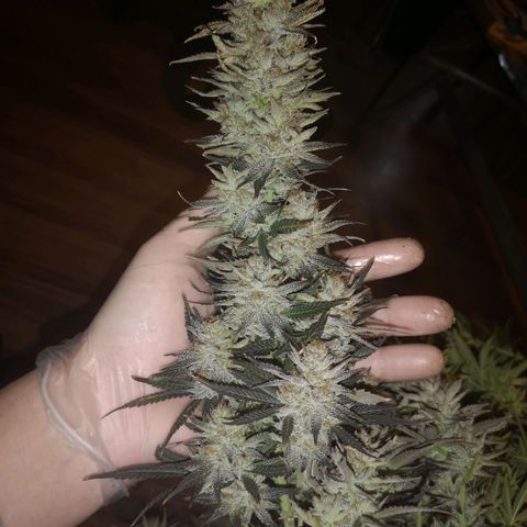 Grape Diamonds 2 growlog timeline photo