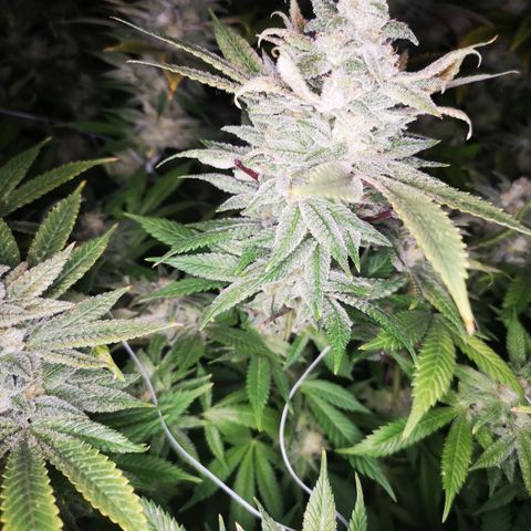wedding cake growlog timeline photo