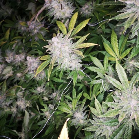 wedding cake growlog timeline photo