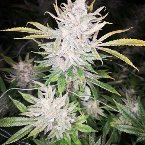 wedding cake growlog timeline photo
