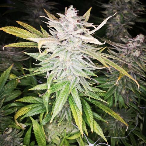wedding cake 2 growlog timeline photo