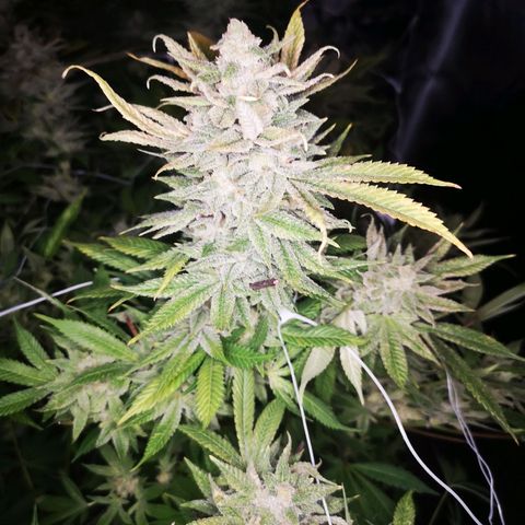 wedding cake growlog timeline photo
