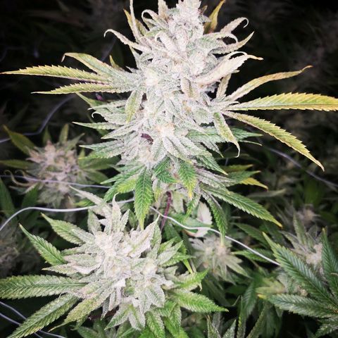 wedding cake growlog timeline photo