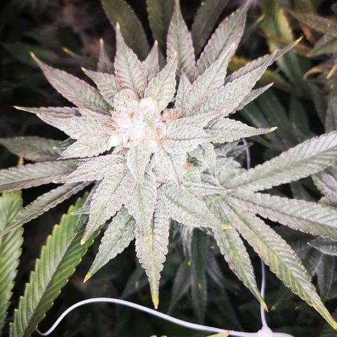 Wedding cake 3 growlog timeline photo