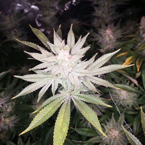 Wedding cake 3 growlog timeline photo