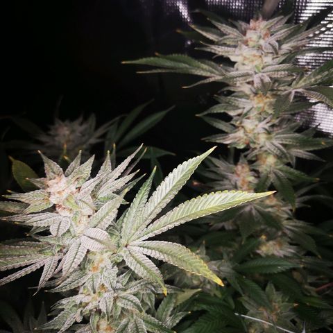Wedding cake 3 growlog timeline photo