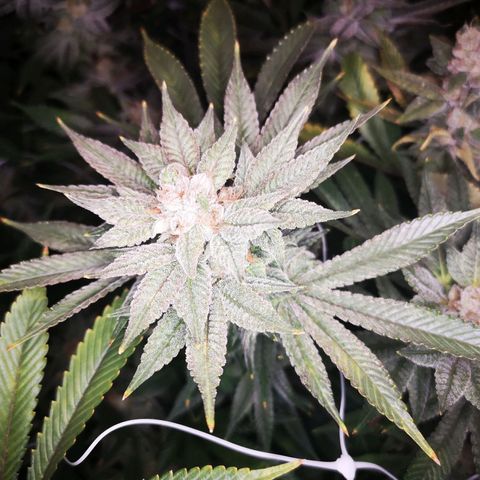Wedding cake 3 growlog timeline photo