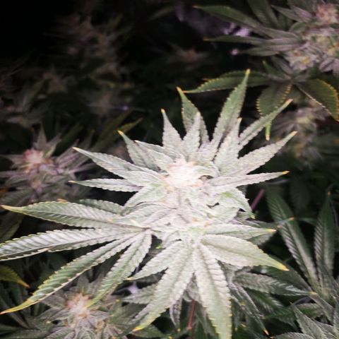 Wedding cake 3 growlog timeline photo