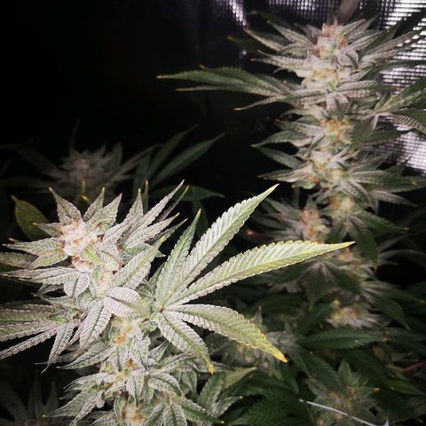Wedding cake 3 growlog timeline photo