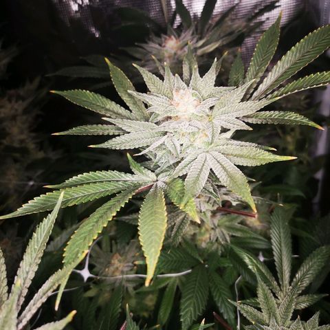 Wedding cake 3 growlog timeline photo