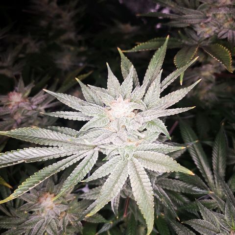 Wedding cake 3 growlog timeline photo