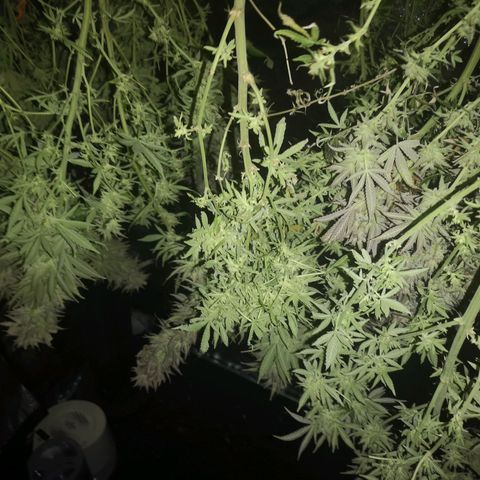 Grape Diamonds 2 growlog timeline photo