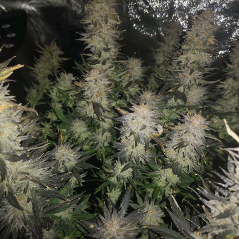 Grape Diamonds 2 growlog timeline photo