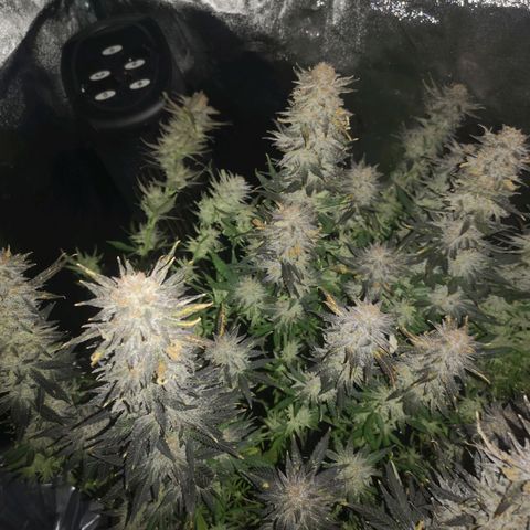 Grape Diamonds 2 growlog timeline photo
