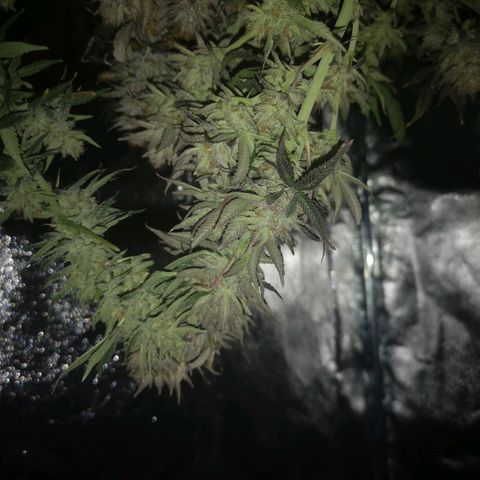 Grape Diamonds 2 growlog timeline photo