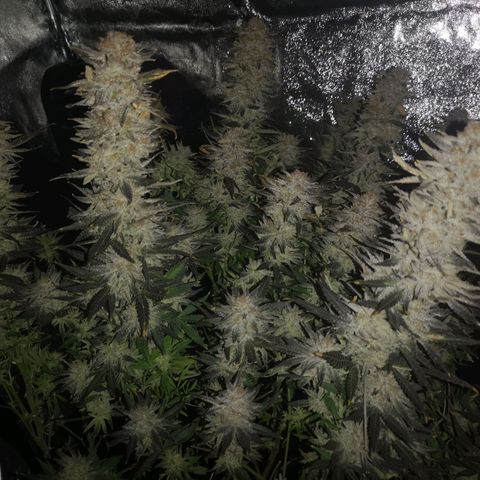 Grape Diamonds 2 growlog timeline photo