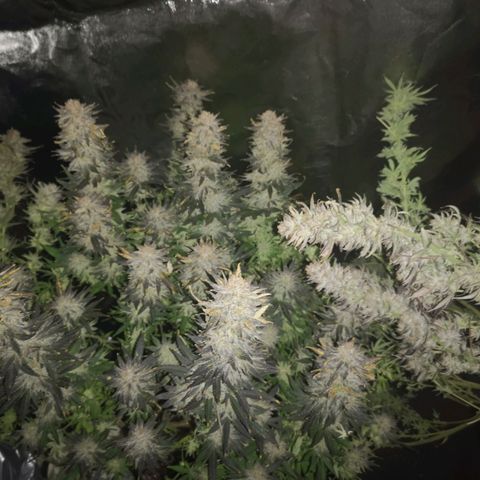 Grape Diamonds 2 growlog timeline photo