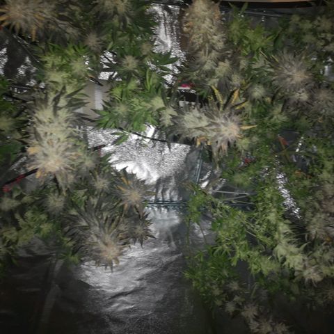 Grape Diamonds 2 growlog timeline photo