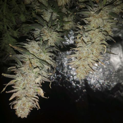 Grape Diamonds 2 growlog timeline photo