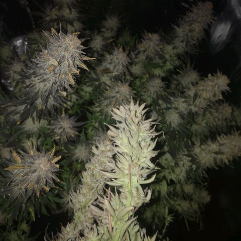Grape Diamonds 2 growlog timeline photo