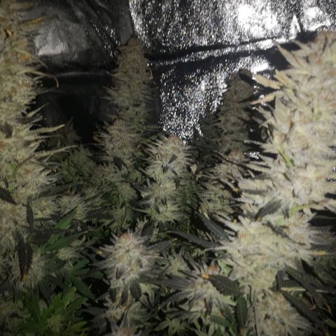 Grape Diamonds 2 growlog timeline photo