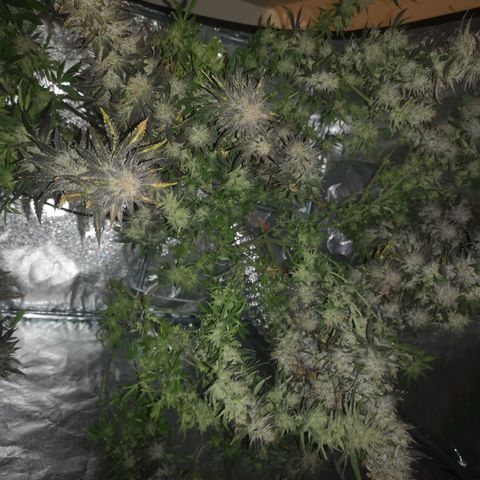 Grape Diamonds 2 growlog timeline photo