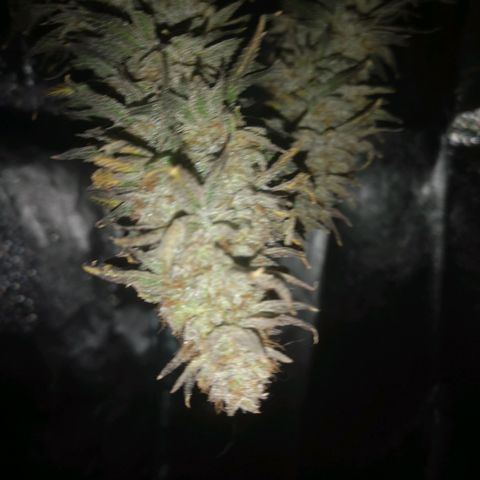 Grape Diamonds 2 growlog timeline photo