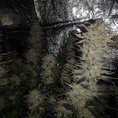 Grape Diamonds 2 growlog timeline photo