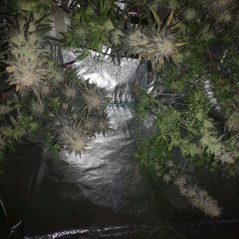 Grape Diamonds 2 growlog timeline photo