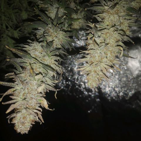 Grape Diamonds 2 growlog timeline photo