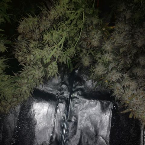 Grape Diamonds 2 growlog timeline photo