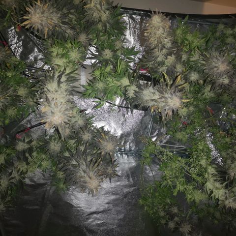 Grape Diamonds 2 growlog timeline photo