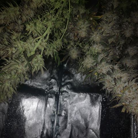 Grape Diamonds 2 growlog timeline photo