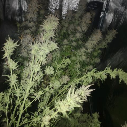 Grape Diamonds 2 growlog timeline photo