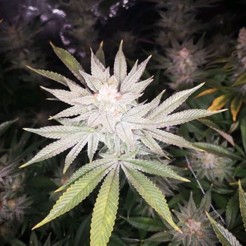Wedding cake 3 growlog timeline photo