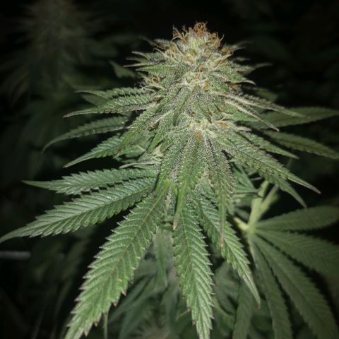 Blueberry cookies 2nd grow growlog timeline photo