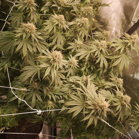 Blueberry cookies 2nd grow growlog timeline photo