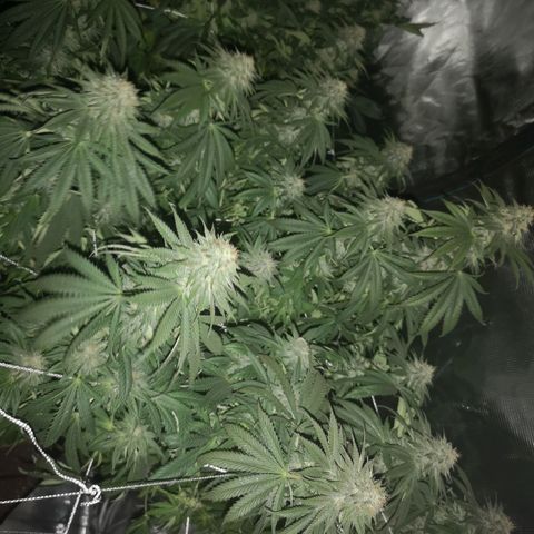 Blueberry cookies 2nd grow growlog timeline photo