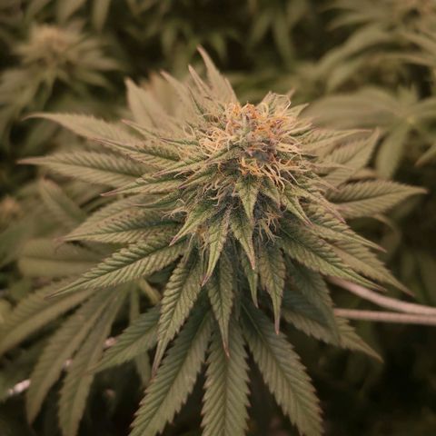 Blueberry cookies 2nd grow growlog timeline photo