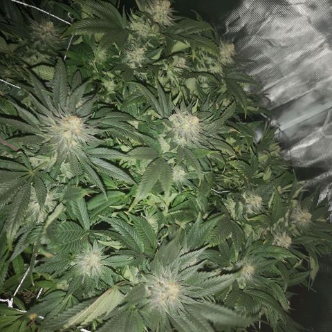 Blueberry cookies 2nd grow 2 growlog timeline photo