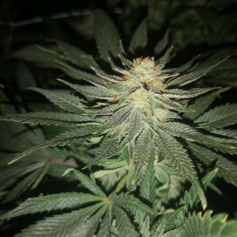 Blueberry cookies 2nd grow 2 growlog timeline photo