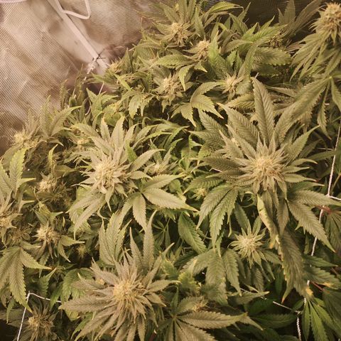 Blueberry cookies 2nd grow 2 growlog timeline photo