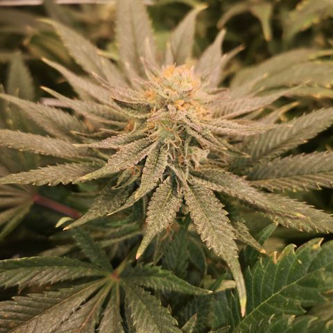 Blueberry cookies 2nd grow 2 growlog timeline photo