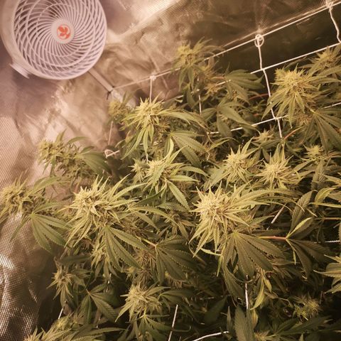 Orange cookie chem 2nd grow growlog timeline photo