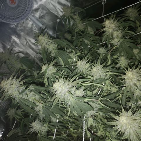Orange cookie chem 2nd grow growlog timeline photo